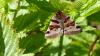 182661 – Photo : Greenlife – France (01)